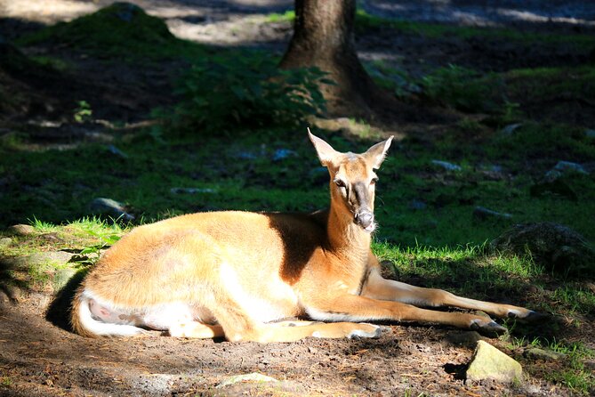 Trip to Ranua Wildlife Park - Lunch after the animal walk