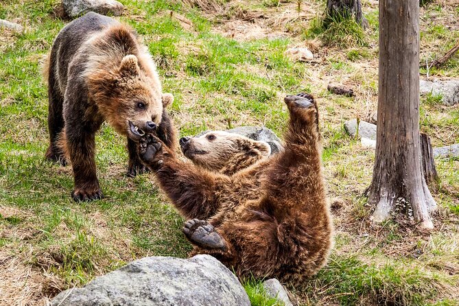Trip to Ranua Wildlife Park - What the $174.60 price really covers