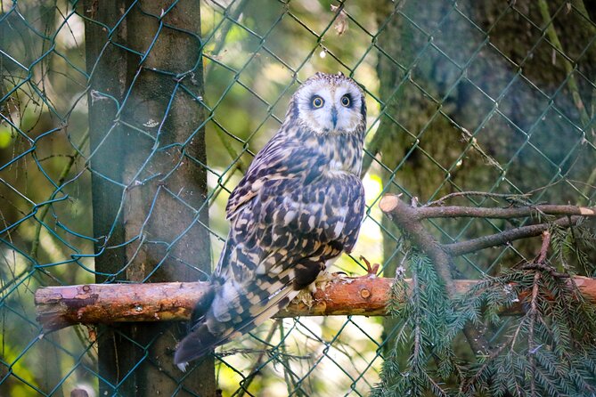 Trip to Ranua Wildlife Park - The small-group advantage