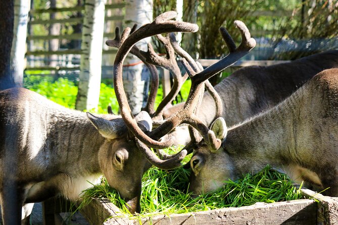 Trip to Ranua Wildlife Park - Who will get the most from this outing