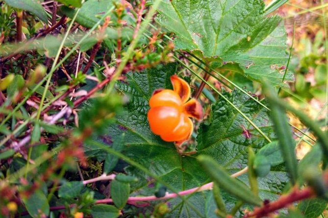 Wild Berries and Mushroom picking tour - Coffee and local snacks beside an open fire
