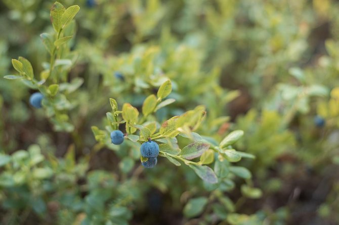 Wild Berries and Mushroom picking tour - Who will enjoy this three-hour experience