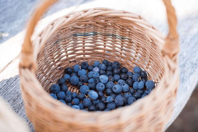 Wild Berries and Mushroom picking tour - Practical expectations before you go