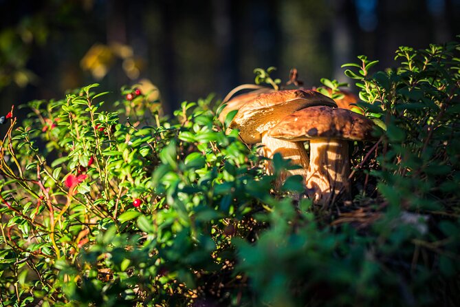 Wild Berries and Mushroom picking tour - Learning which mushrooms belong in your basket