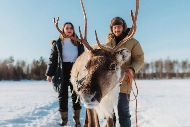 Wild Reindeers Safari + Lunch in Glass Igloo (private service) - Key points to know before booking