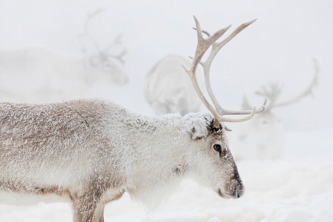 Wild Reindeers Safari + Lunch in Glass Igloo (private service) - Warm clothing and several ways to travel