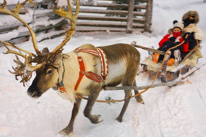 Wild Reindeers Safari + Lunch in Glass Igloo (private service) - How the tour compares with a faster snowmobile outing
