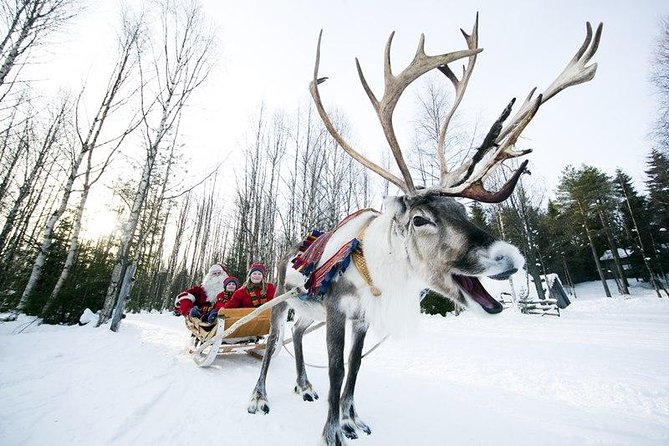 Wild Reindeers Safari + Lunch in Glass Igloo (private service) - The open fire adds the human touch