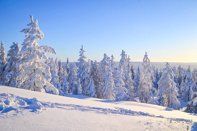 Wilderness Survival Tour - Winter - Snow, frozen trees, and the feel of real winter