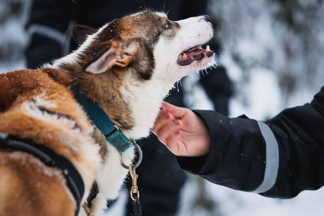 Winter highlights: Snowmobile, Arctic Animals And Santa<code>s Village – Key points to know before booking’ /></p>
<ul>
<li><strong>One hour of snowmobiling:</strong> Two adults share one snowmobile, with single driving available for an extra charge.</li>
<li><strong>Two short animal rides:</strong> The reindeer and husky sleigh rides each cover about 500 meters.</li>
<li><strong>Lunch is included:</strong> You should receive traditional salmon soup or vegetarian soup at the farm.</li>
<li><strong>Children ride differently:</strong> Ages 2 to 14 sit in a sledge behind the guide’s snowmobile, with a parent recommended beside a small child.</li>
<li><strong>Santa Claus Village gets two hours:</strong> That is enough for the main sights, but shopping and Santa visits can take up the clock.</li>
<li><strong>Budget for insurance:</strong> Snowmobile drivers carry a maximum self-liability of €950, reduced to €150 by purchasing €15 insurance before the tour.</li>
</ul>
<h2>A full Arctic day from Rovaniemi</h2>
<p><img width="667" height="446" decoding="async" src=